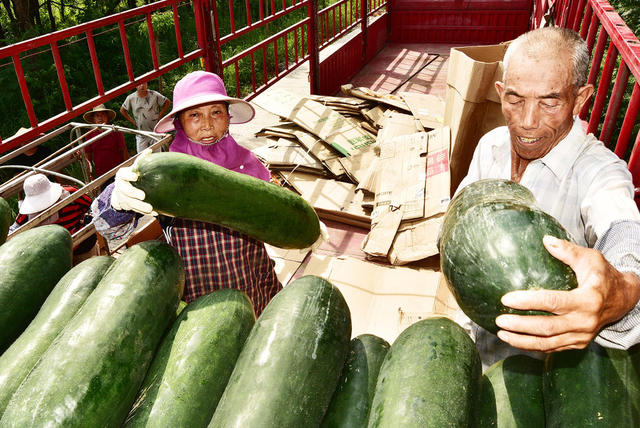 嘉禾：冬瓜丰收  供应市场