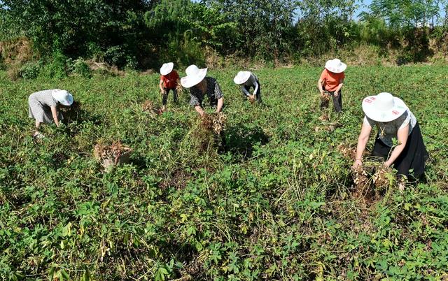 种植业 花生 采收 农业 农村 丰收 田间地头 农时 市场 农产品 忙碌