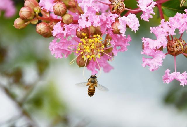 紫薇花开 鲜红艳丽