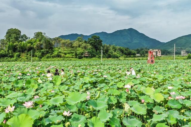 乡村 荷花 旅游 自然 农村 农业