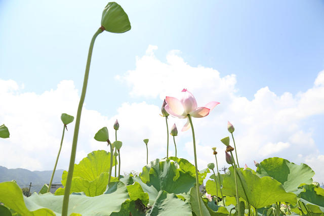 荷塘 荷花 莲蓬 游客 纸伞 莲藕 乡村振兴