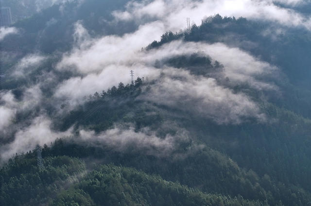 湖南桂东 “立秋” 三台山 茫茫林海  画