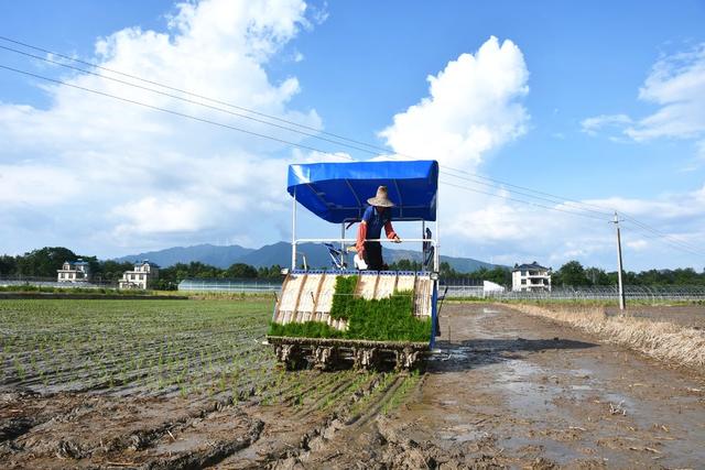  立秋时节抢插晚稻