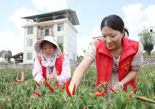 辣椒喜丰收  助农采收忙