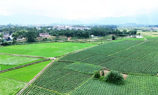 初秋田园 绿意盎然