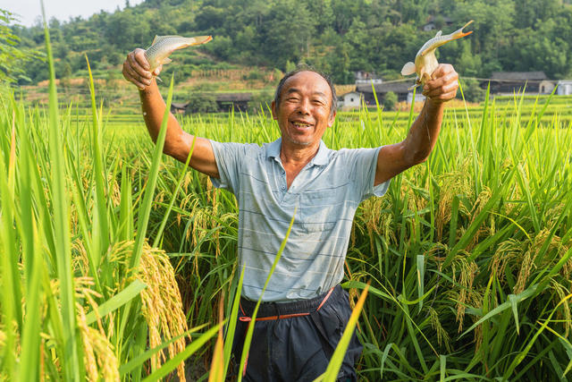 捉捞稻花鱼    农业增效   农民增收