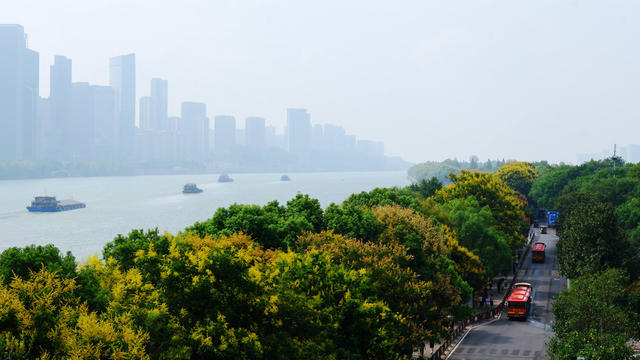 栾树花开景色美