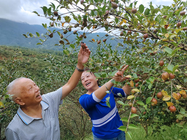 湖南桂东  “两山”  茶林 丰收