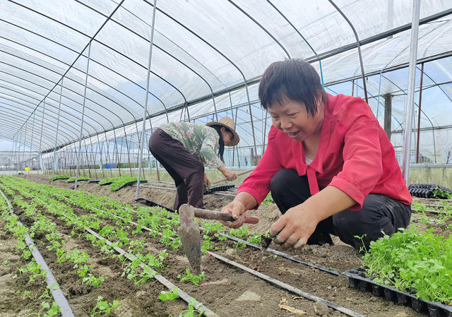 湖南桂东 蔬菜基地  家门口务工