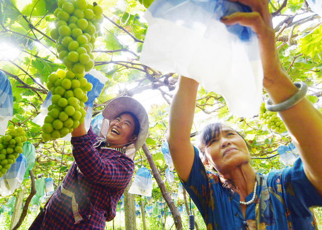 嘉禾：甜蜜产业  助农增收