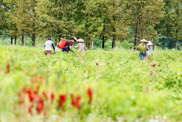 辣椒 曙光村 轮作