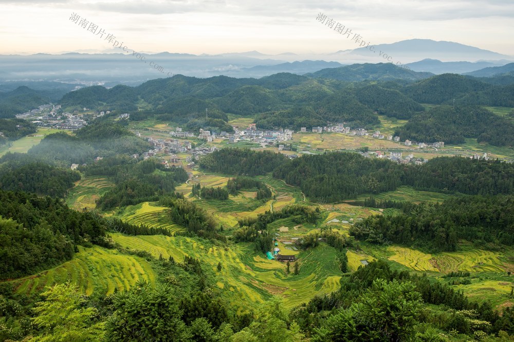 梯田  秋色