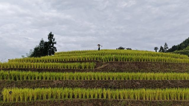 紫鹊界 梯田 晨光 田间劳作 日出时分 农村风光 金黄稻田 稻田 云中行走
