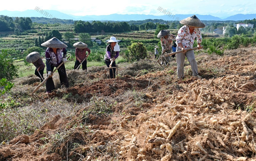 种植业  采挖 中药材 山地 林 基地 农民 林下经济 农村 经济 产业 套种 丰收