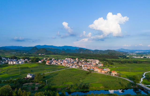芋头 江永 香芋 田地
