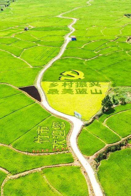 稻田 乡村 水稻 乡村振兴 粮食 田园 农业