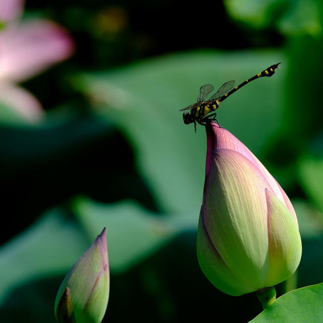 蜻蜓“戏”荷