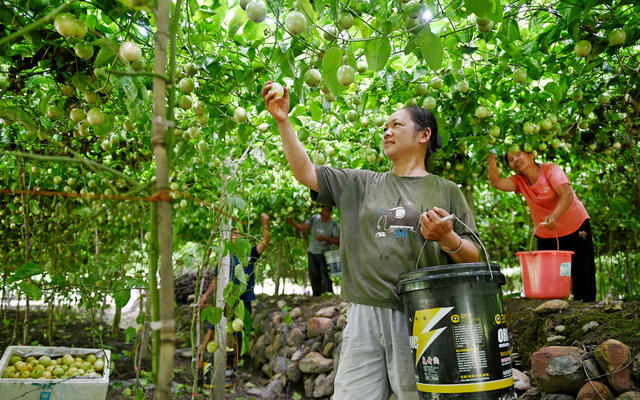 种植业  采摘 信贷 金融 银行 乡村振兴 产业 助农 百香果 水果 资金 助农纾困