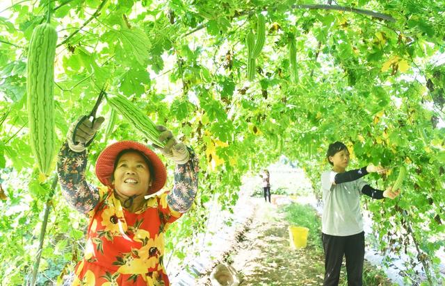 采摘苦瓜供港澳