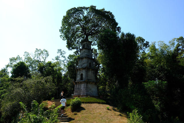 树塔共生引客来