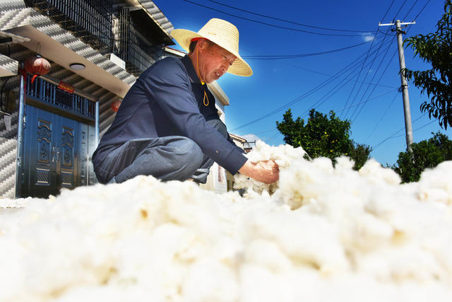 农业  经济作物  长江流域  品种区试  棉花