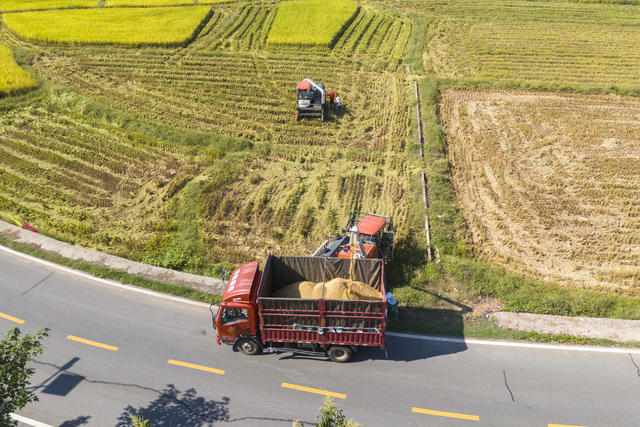 娄底  中稻 丰收 收割 农民 高标准农田