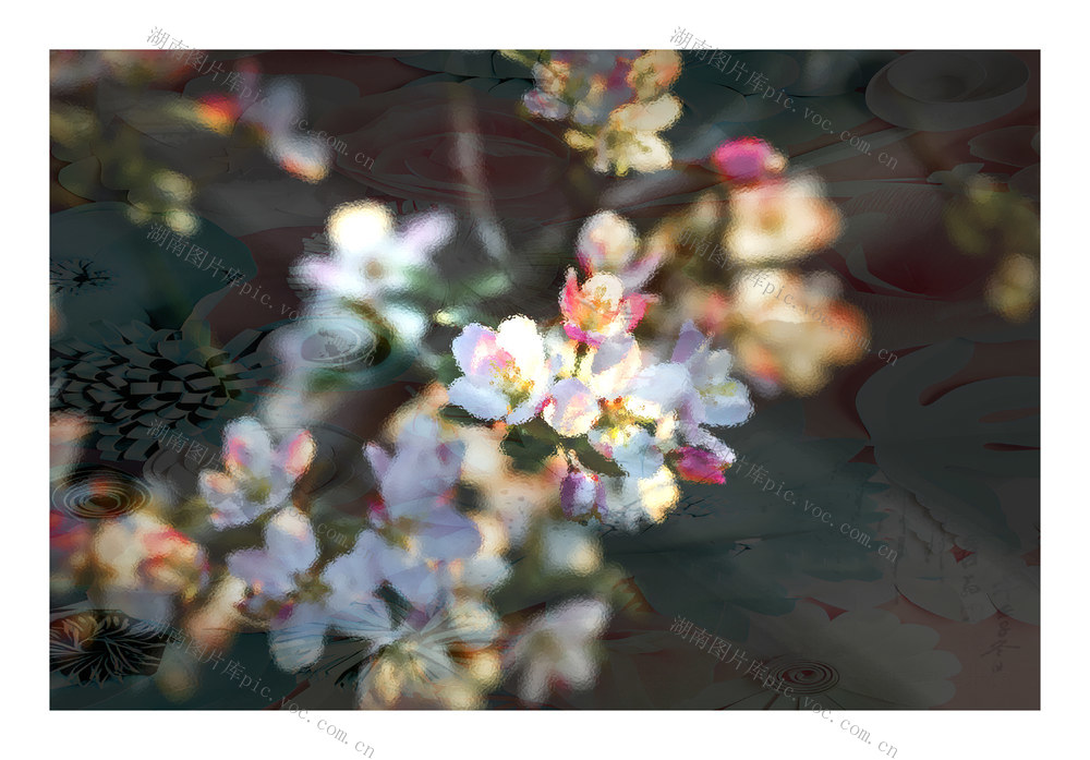 樱花  