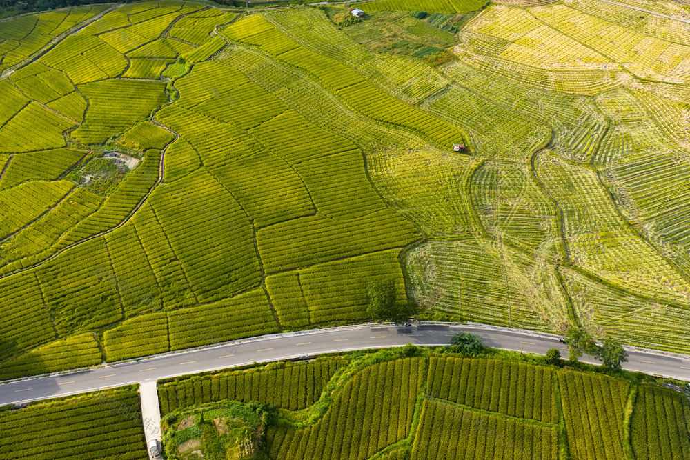水稻 制种 丰收 农机 农田

