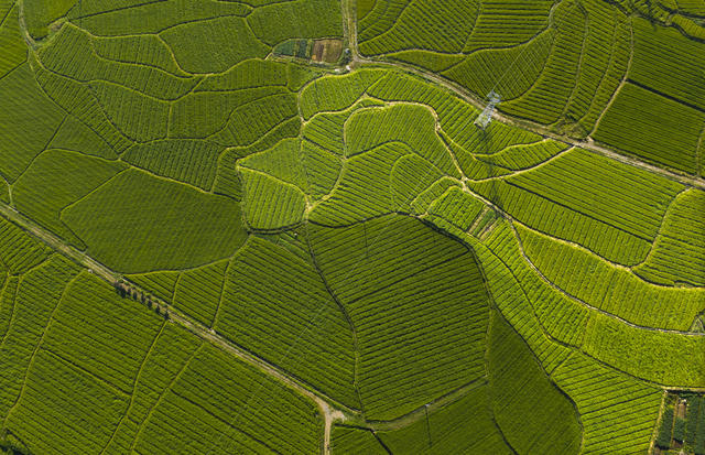 湖南  郴州市  苏仙区  良田镇 
 堆上村  晚稻  田野  生机盎然