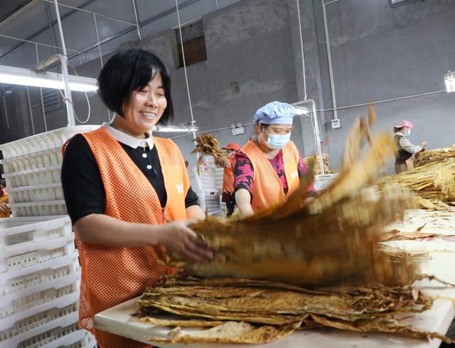 烤烟收购忙  烟农笑开颜 