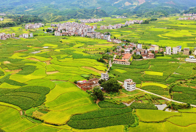 临武：秋日田园“丰”景美
