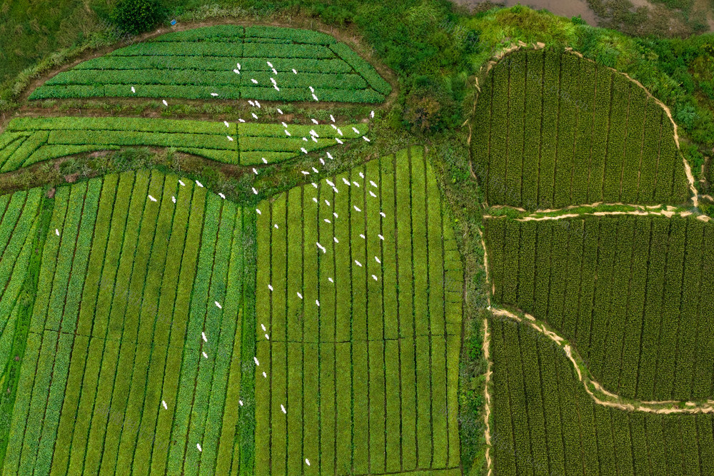 白鹭 动物 生态 鸟 田