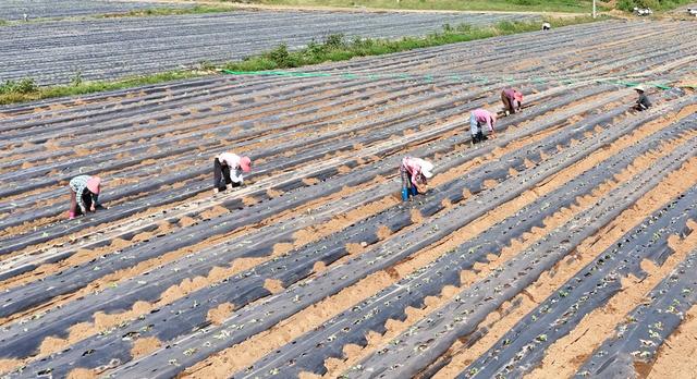 秋分农忙正当时