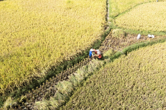新化 高山 水稻 农民 收割  梯田