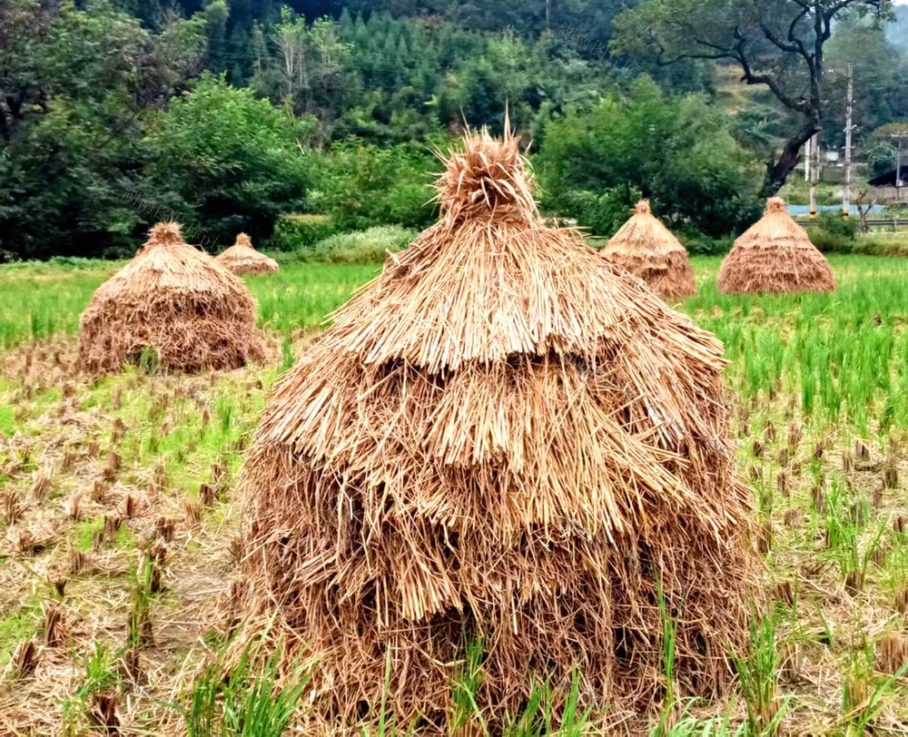 稻草 玉竹 覆盖