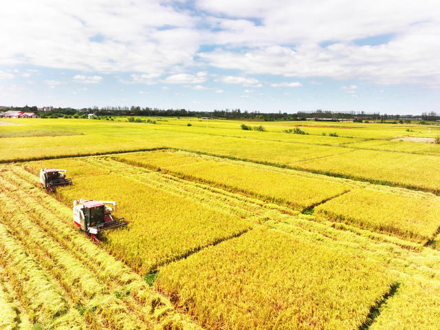 丰收节  一季稻  收割机