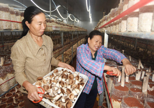 嘉禾：菌业种植  助农增收