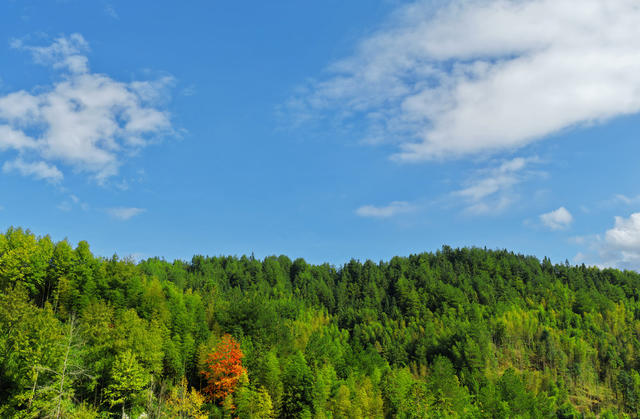 湖南桂东 红枫 秋意 万绿丛中一树红