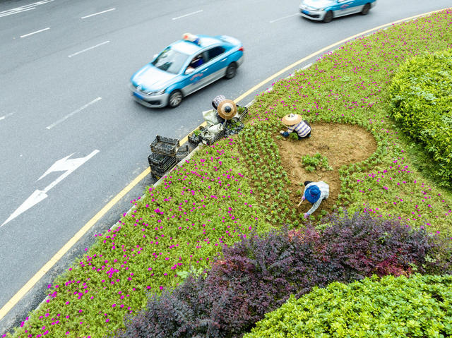 鲜花 喜迎佳节 国庆 中秋
