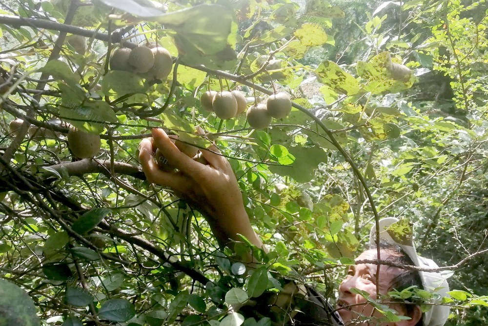 采摘  猕猴桃 创收