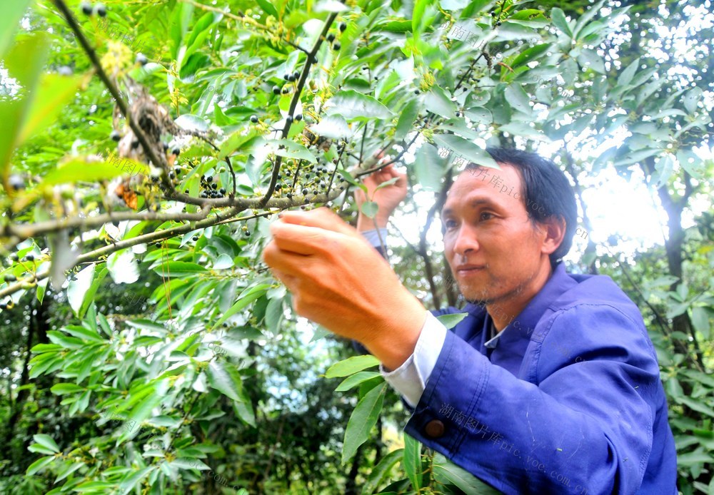 山苍子  加工 致富