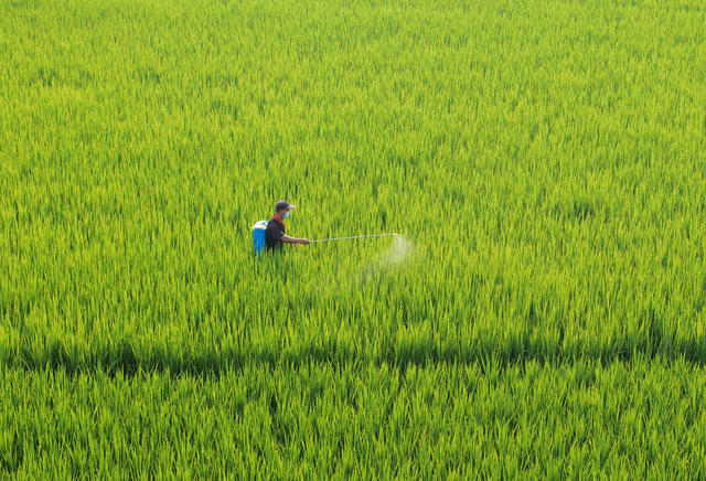 嘉禾：晚稻田间管护忙