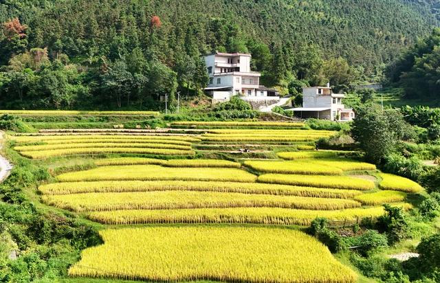   稻香谷黄梯田美
