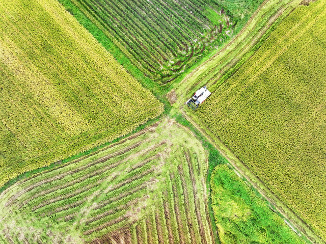 二十四节气  白露  农事  中稻收获  收割机