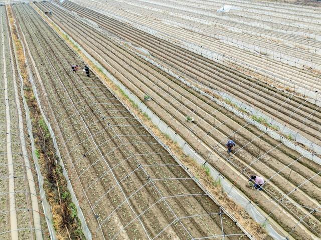 草莓 坪朗村 白露