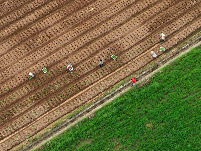 湖南嘉禾：秋日农事忙