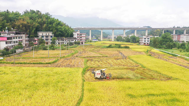 中稻 白露 节气 禾桶 打谷机 农业 农村 稻田