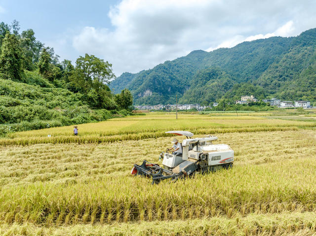 白露 西门口村 丰收 稻谷 秋收