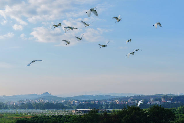 嘉禾：白露时节白鹭飞