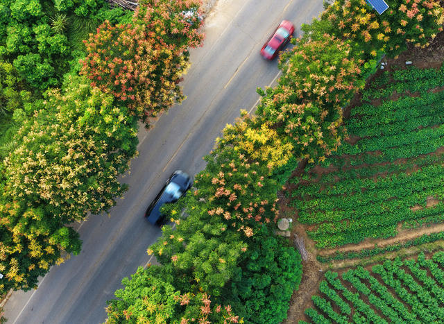 嘉禾：栾树花开秋意浓